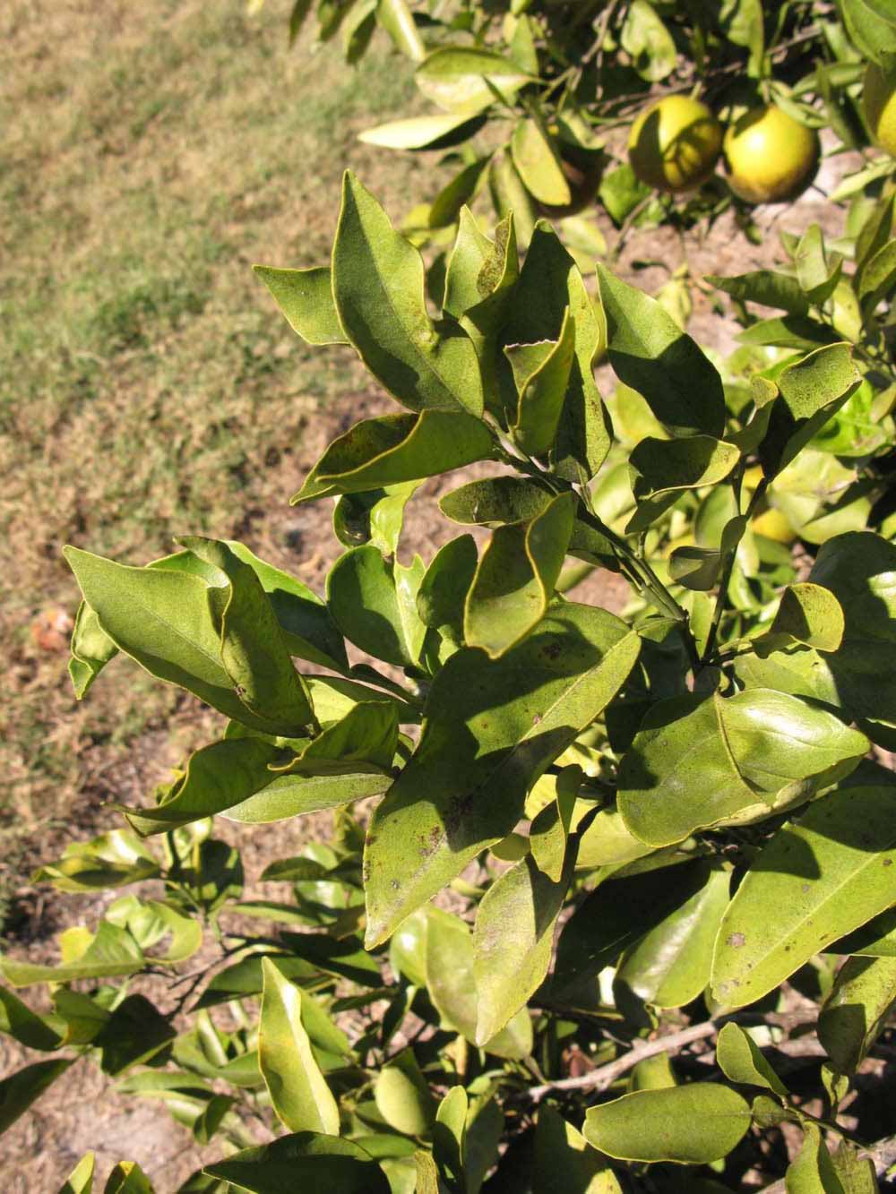            Sun leaves (Winter Haven, FL)   